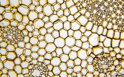 Illustration woody - Image 1