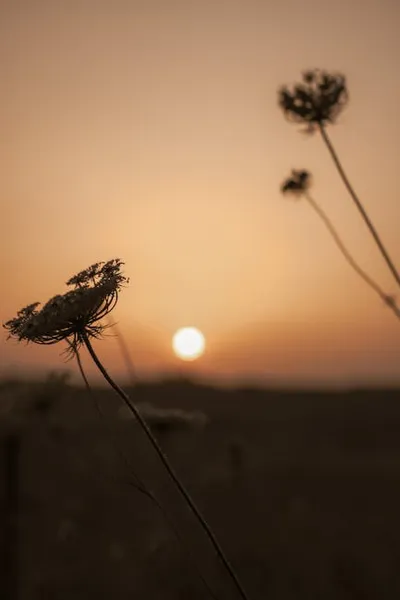 Illustration umbels - Image 2