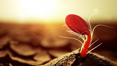 Illustration proto - Image 1