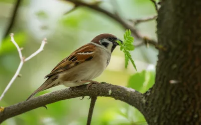 Illustration sprig - Image 1