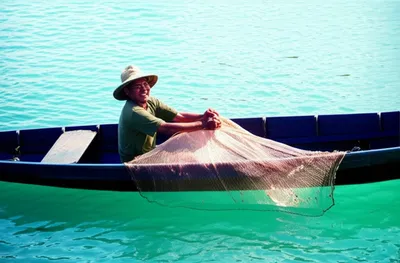 Illustration shrimped