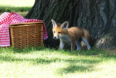 Illustration sidled - Image 1