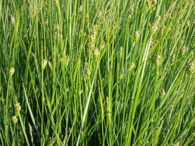 Illustration carex - Image 1