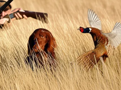 Illustration setting - Image 1