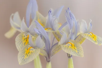 Illustration irises - Image 2