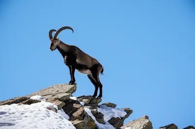 Illustration ibexes - Image 1