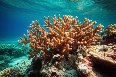 Illustration bryozoon