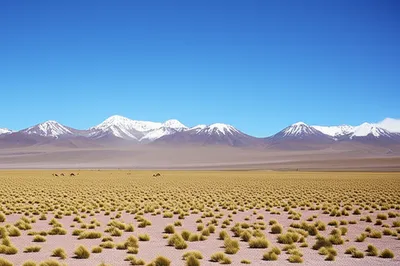 Illustration altiplanos - Image 2