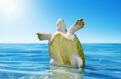 Illustration everting - Image 1