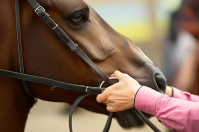 Illustration reins - Image 1