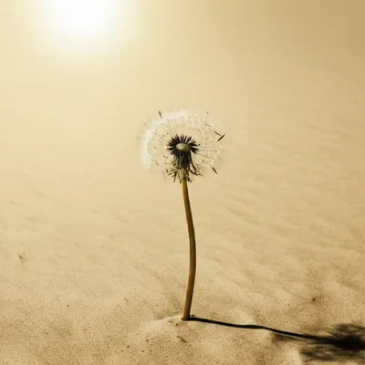 Illustration single - Image 1