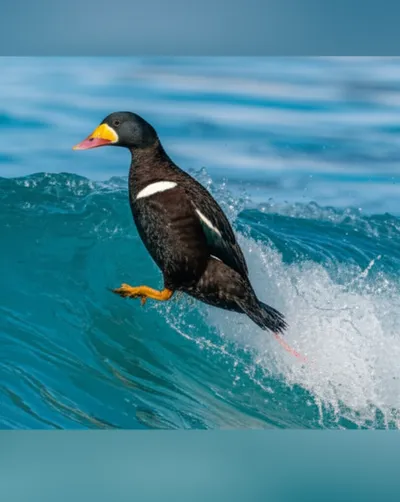 Illustration surfer - Image 1