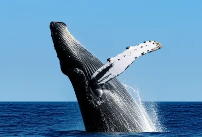 Illustration breached - Image 1