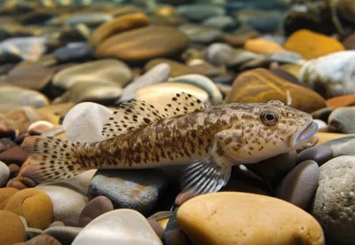 Illustration blob - Image 1