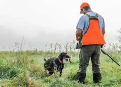 Illustration retriever - Image 2