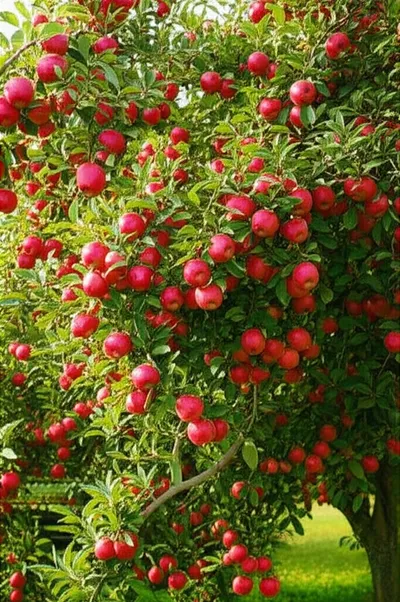 Illustration yields - Image 1