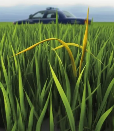 Illustration grasses - Image 1