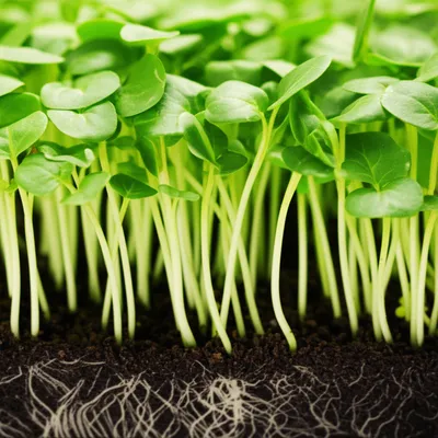 Illustration organically - Image 1