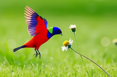 Illustration alights - Image 1