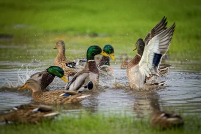 Illustration puddling - Image 1