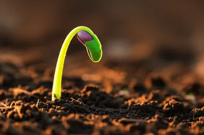 Illustration sprouts - Image 1