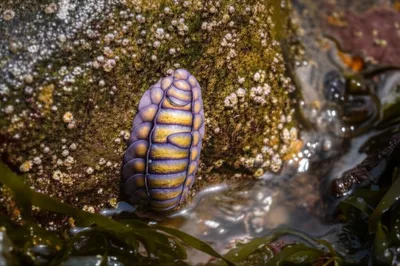 Illustration chiton - Image 1