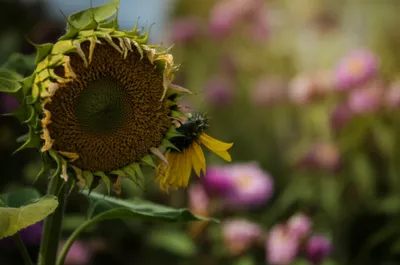 Illustration diffidence