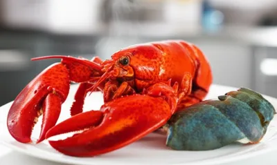 Illustration lobster