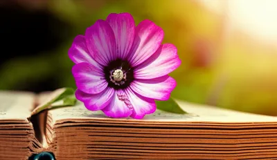 Illustration revival - Image 1