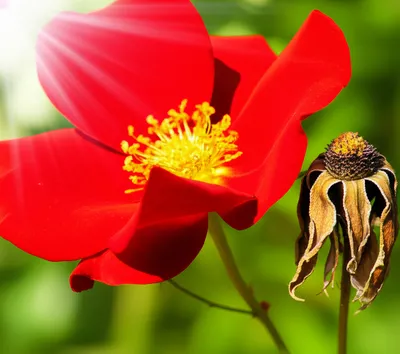 Illustration young - Image 1