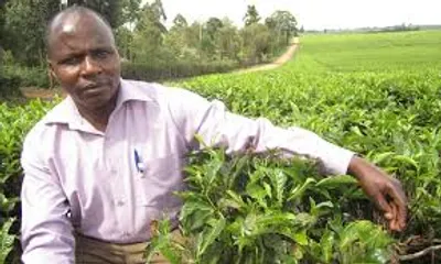 Illustration holder - Image 2