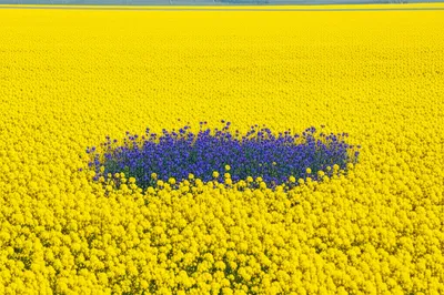 Illustration prevalent