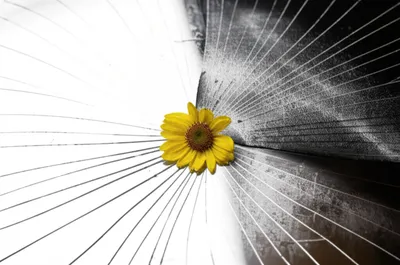 Illustration sell - Image 1