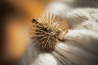 Illustration burrs - Image 1