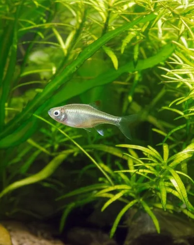 Illustration m - Image 1