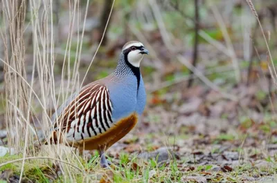 Illustration pheasant