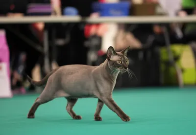 Illustration risers - Image 1