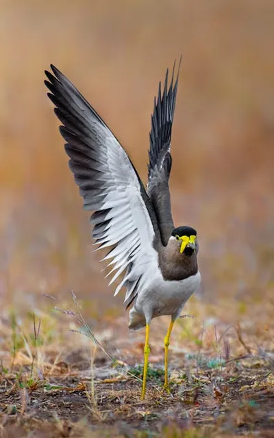 Illustration vertebrates - Image 2