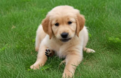 Illustration paws - Image 1