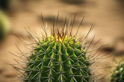 Illustration spiky - Image 1