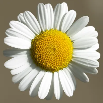 Illustration daisy - Image 1