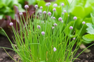 Illustration chive - Image 1