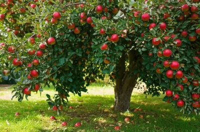 Illustration apples - Image 1