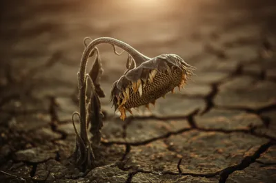 Illustration low - Image 1