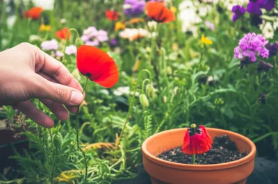 Illustration lifted - Image 1