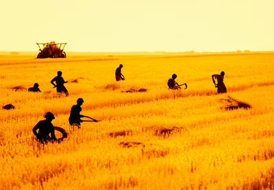 Illustration harvests - Image 1