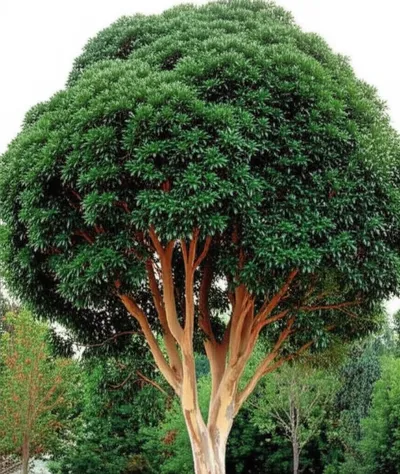 Illustration boxes - Image 1