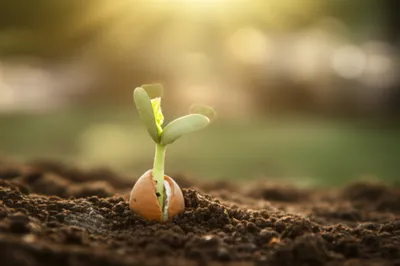 Illustration beg - Image 1