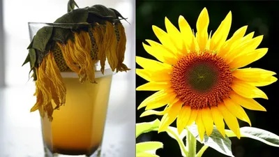 Illustration sickly - Image 1