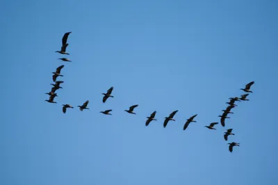 Illustration patterned - Image 1